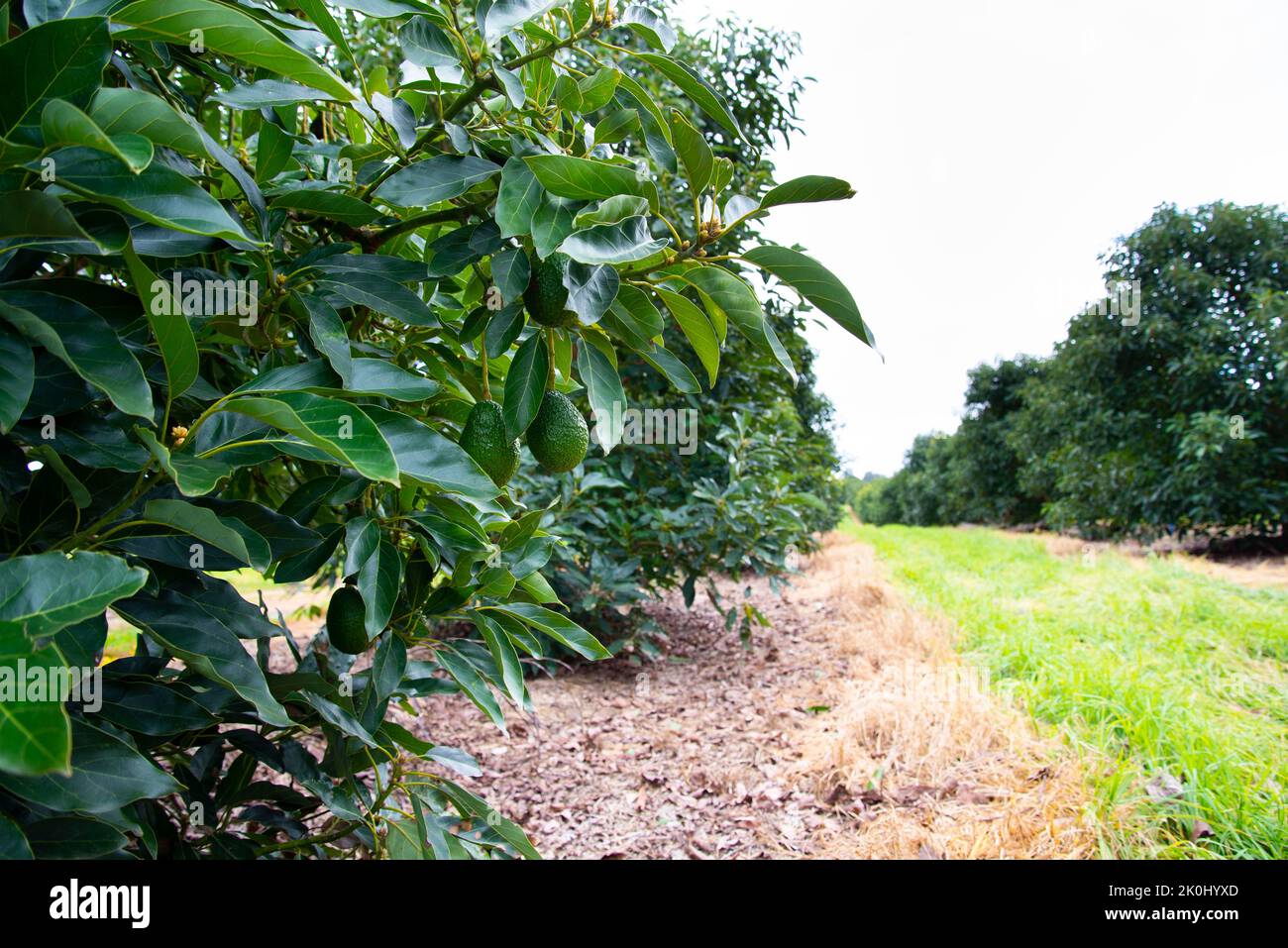Organic Avocado Plantation - Western Australia Stock Photo