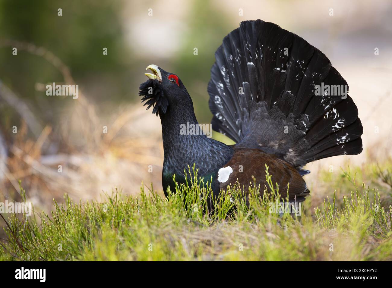 Western capercaillie lekking on grass in autumn nature Stock Photo