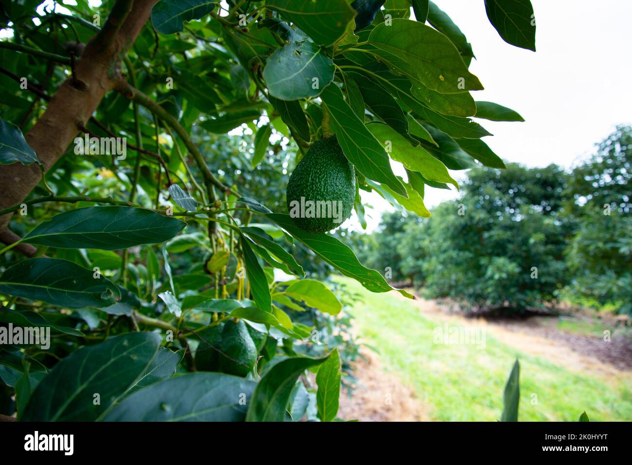 Organic Avocado Plantation - Western Australia Stock Photo