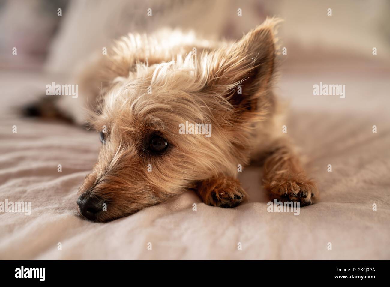 Cute small dog relaxes in sunlight on a bed. Closeup Stock Photo