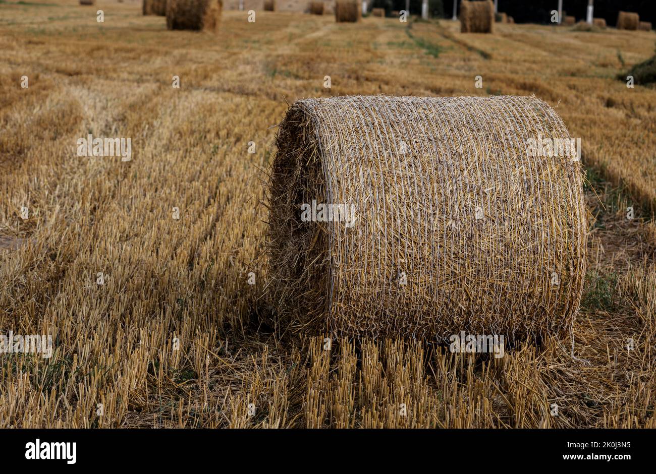 Round bales of straw on stubble field after grain harvest hires stock