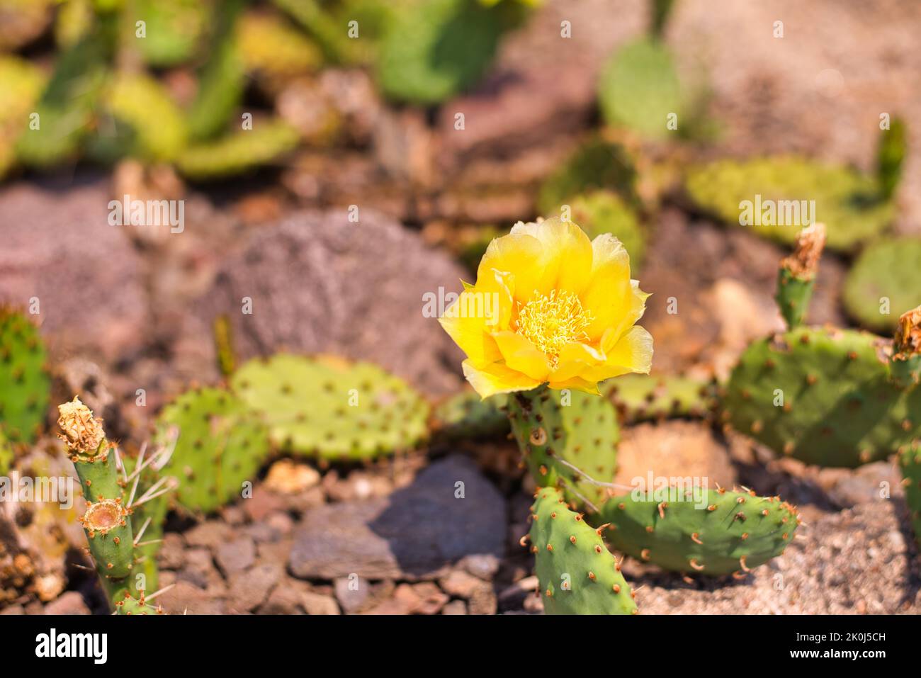 16+ Devil'S Tongue Plant