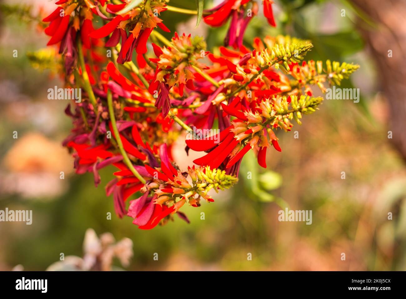 A red common coral-tree flowers in the sun Stock Photo