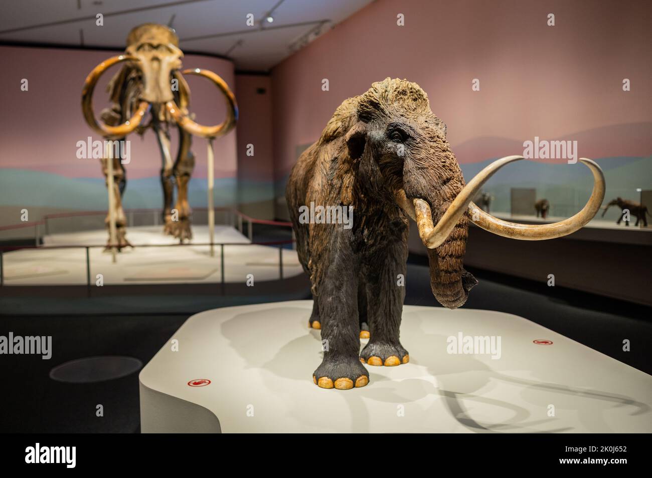 Woolly Mammoth (Mammuthus primigenius) and a small replica.    'Mamut' exhibition at CaixaForum on Mammoths, the Giants of Ice Age, Zaragoza, Spain. Stock Photo