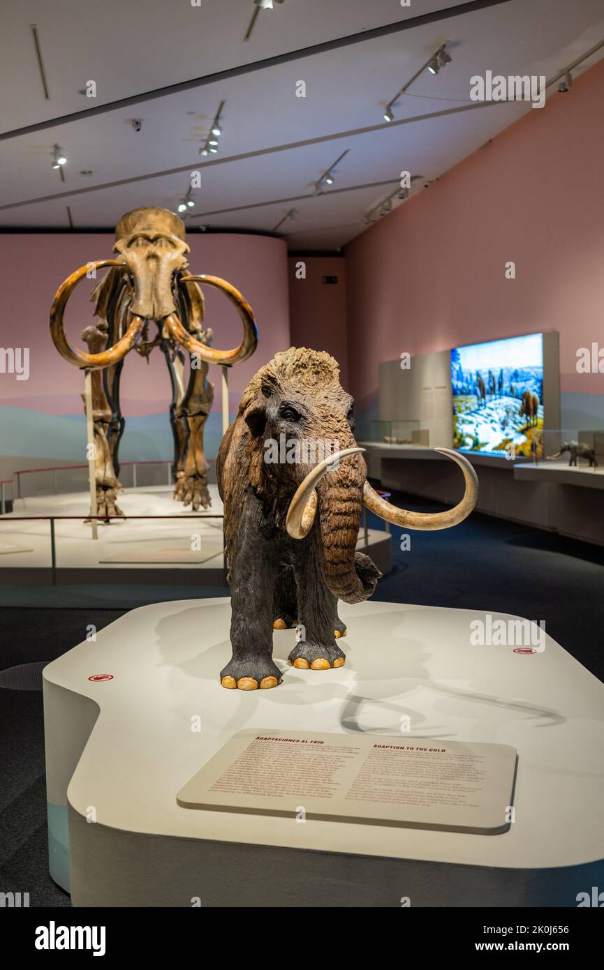 Woolly Mammoth (Mammuthus primigenius) and a small replica.    'Mamut' exhibition at CaixaForum on Mammoths, the Giants of Ice Age, Zaragoza, Spain. Stock Photo