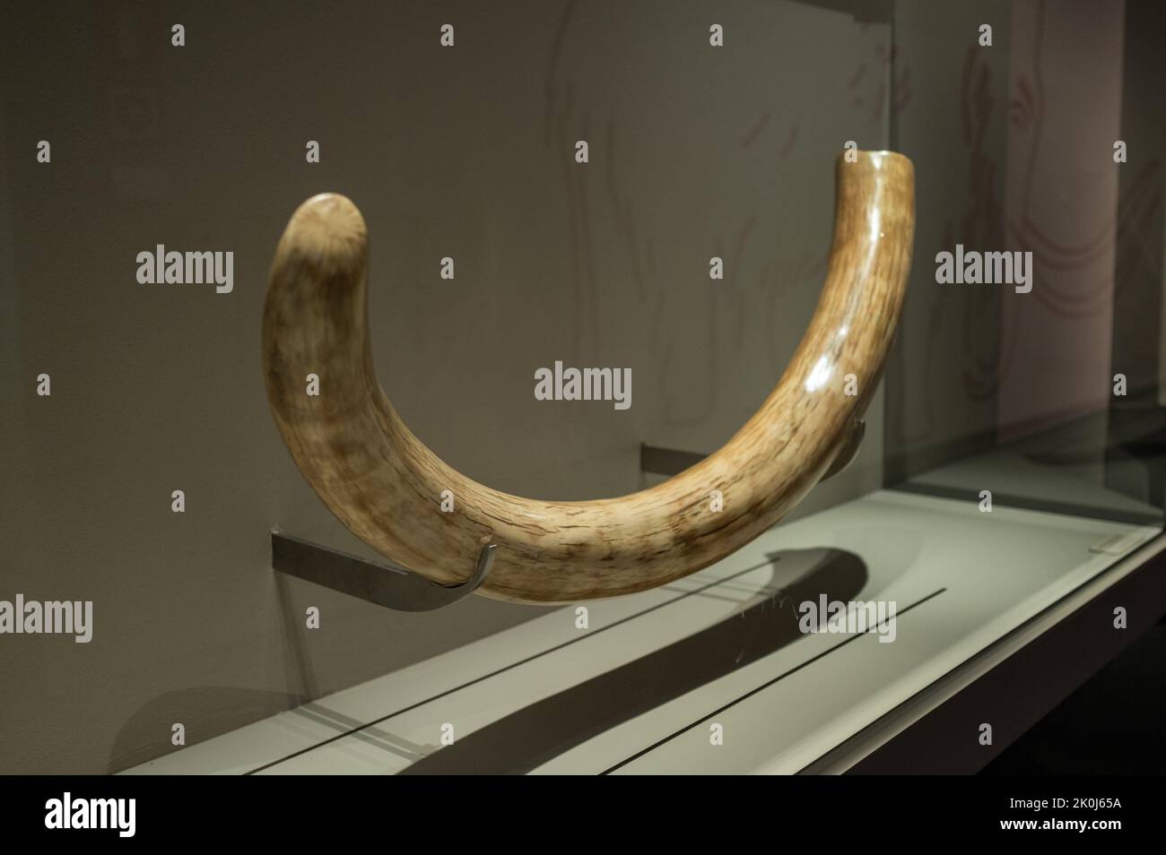 Female mammoth tusk.    'Mamut' exhibition at CaixaForum on Mammoths, the Giants of Ice Age, Zaragoza, Spain. Stock Photo