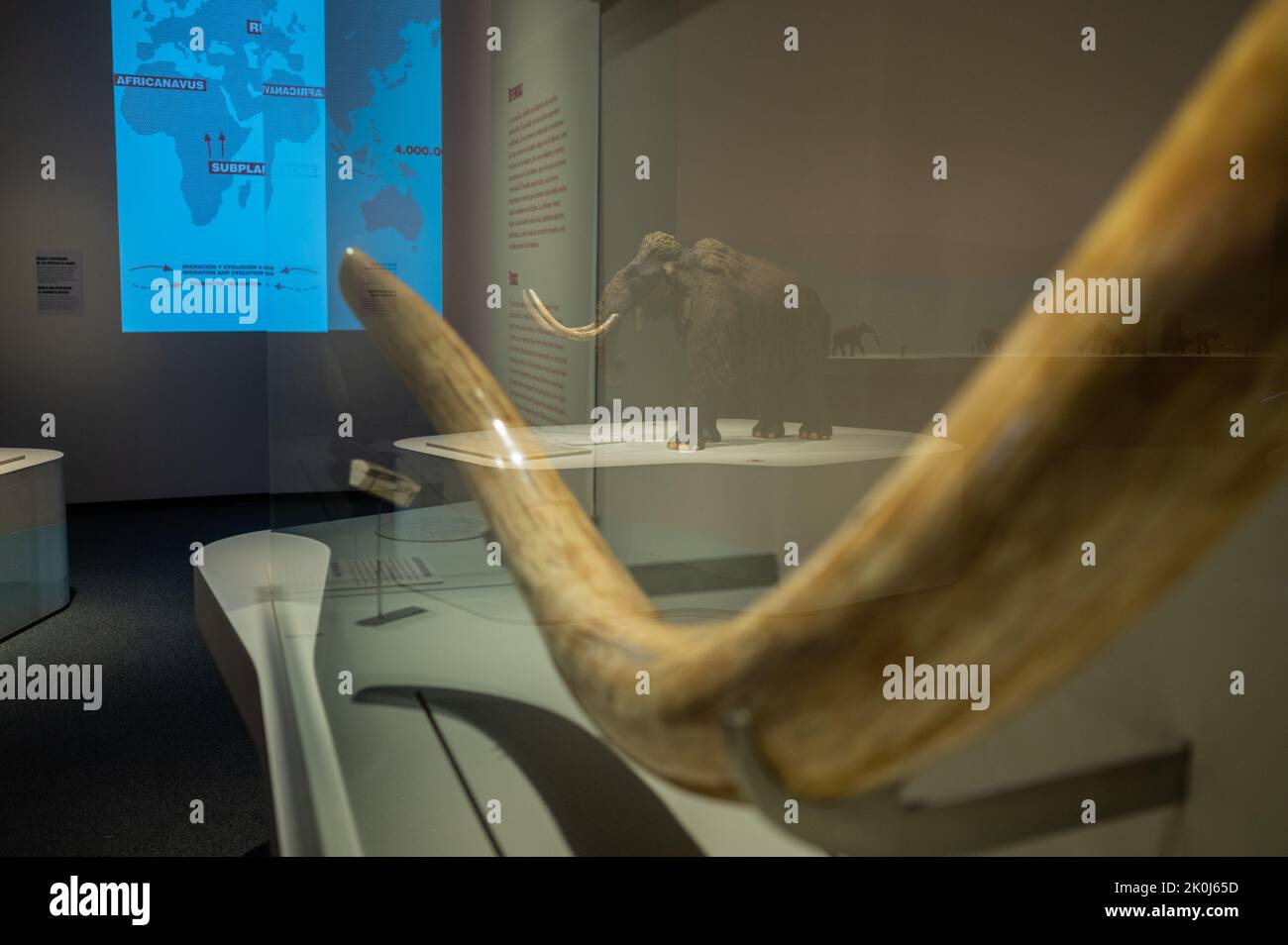 Female mammoth tusk.    'Mamut' exhibition at CaixaForum on Mammoths, the Giants of Ice Age, Zaragoza, Spain. Stock Photo