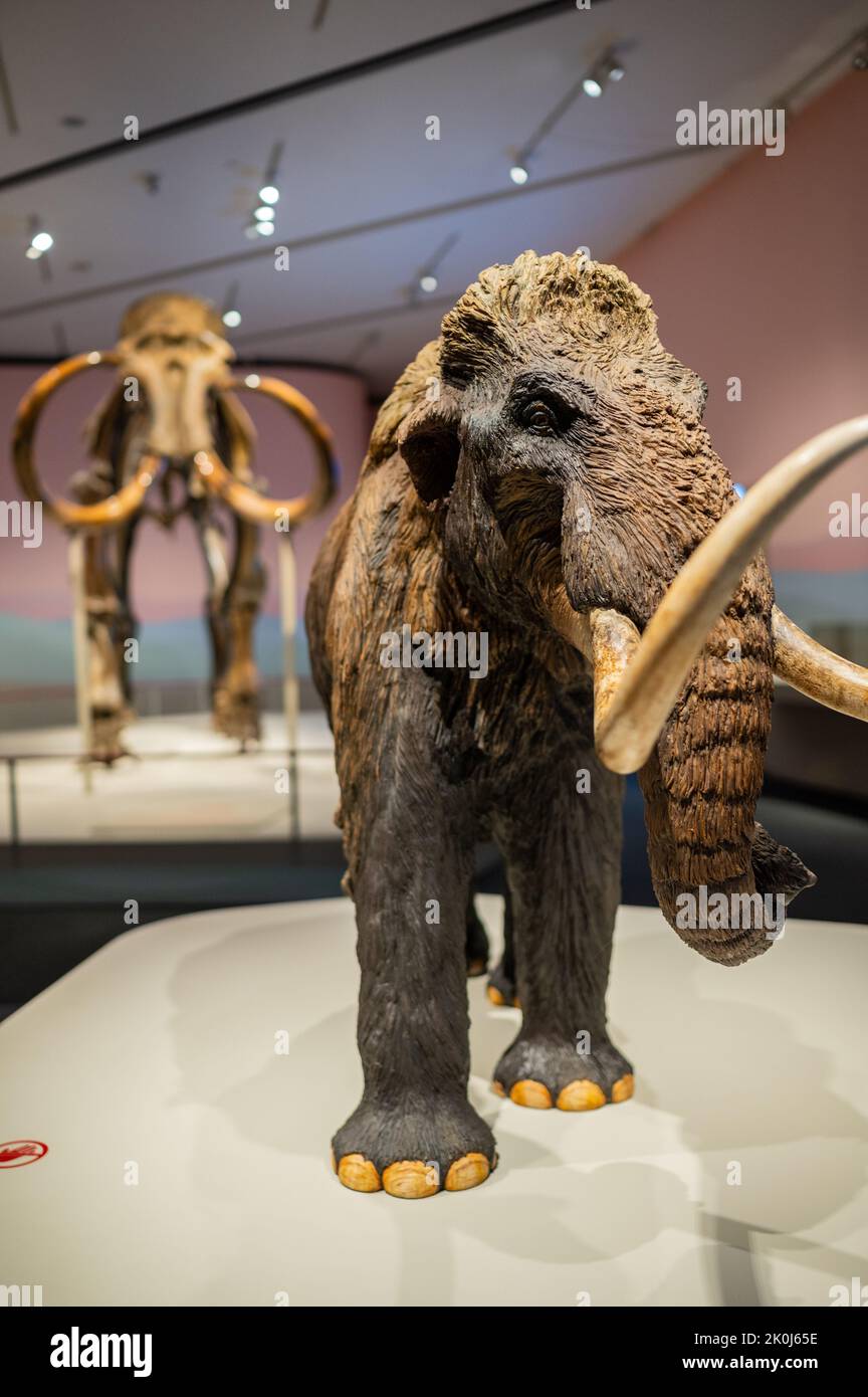 Woolly Mammoth (Mammuthus primigenius) and a small replica.    'Mamut' exhibition at CaixaForum on Mammoths, the Giants of Ice Age, Zaragoza, Spain. Stock Photo