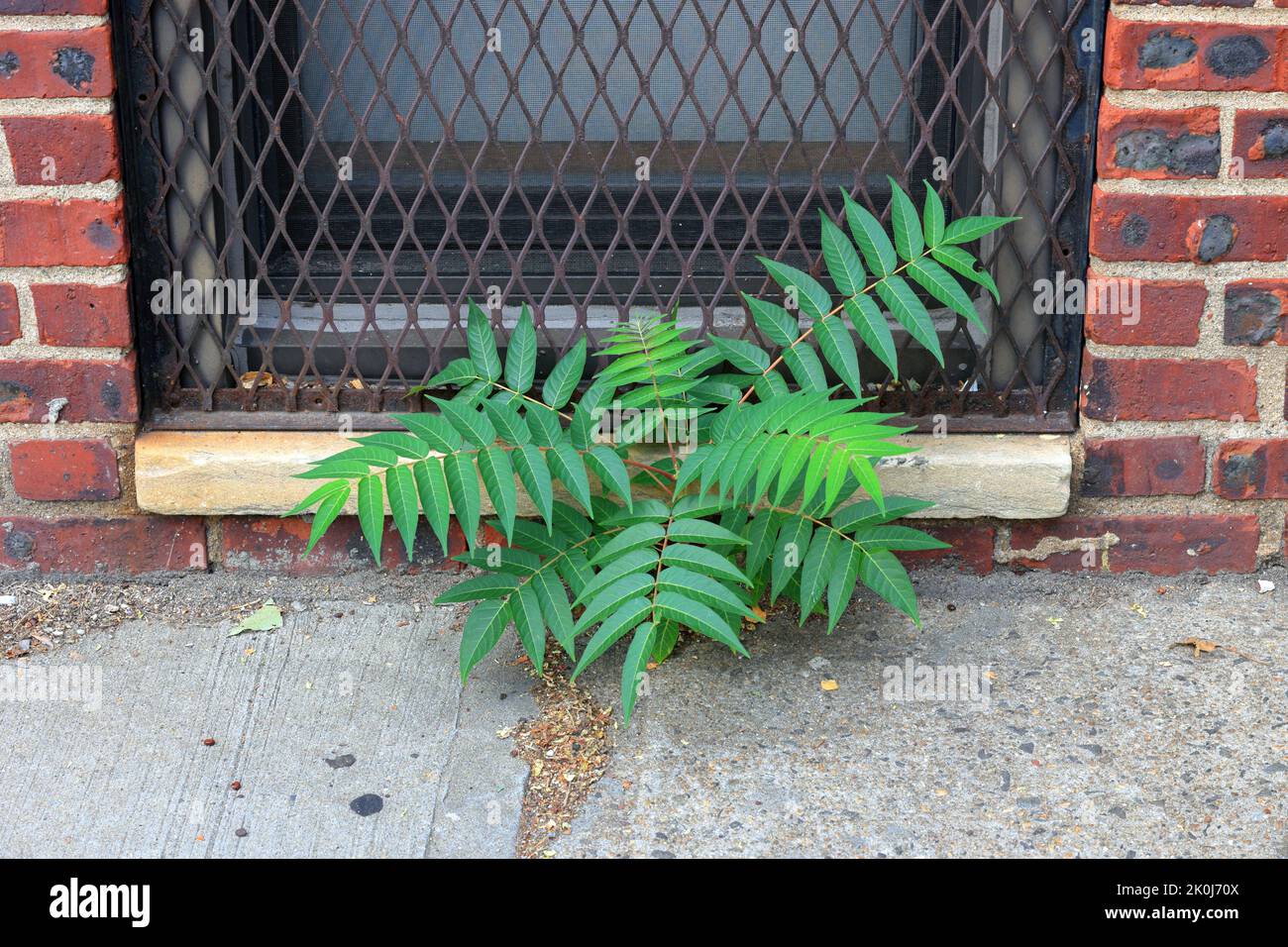 An Ailanthus tree (Ailanthus altissima) tree of heaven urban weed growing from a crack in a sidewalk. Stock Photo