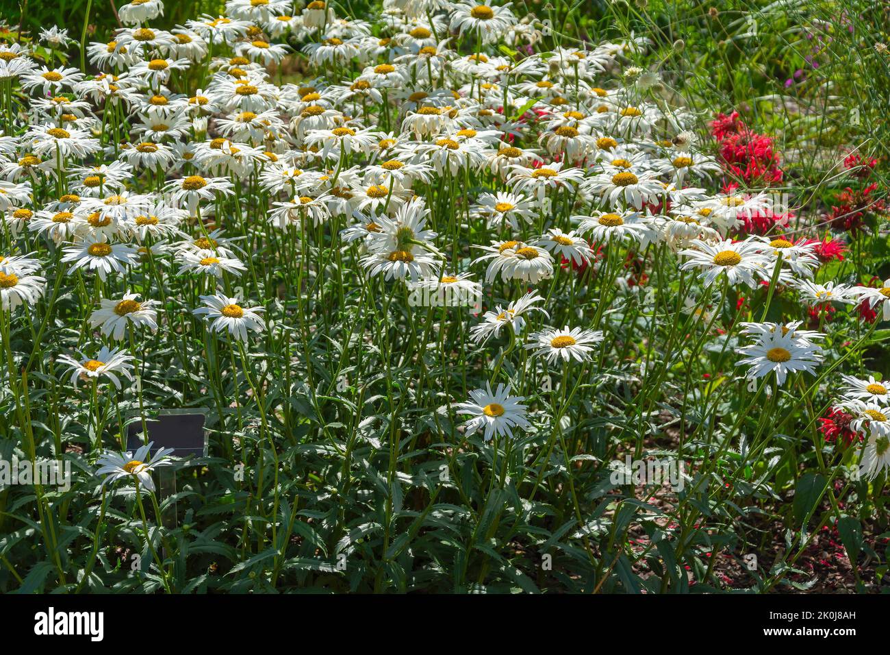 Thickets of the magnificent nivanika, leucanthemum superbum , in a well-kept garden, Stock Photo