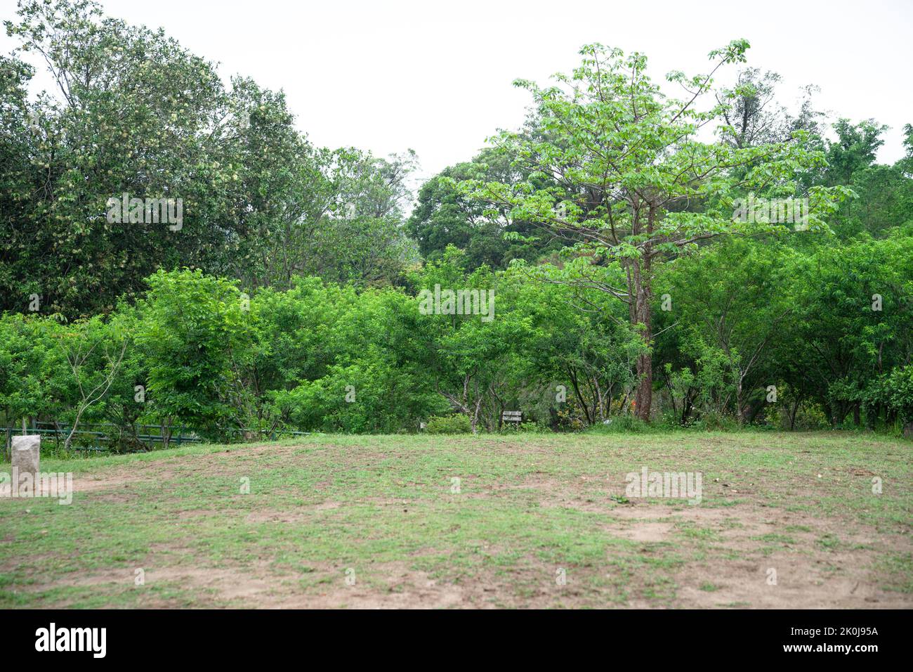 A landscape of a green field with trees Stock Photo - Alamy