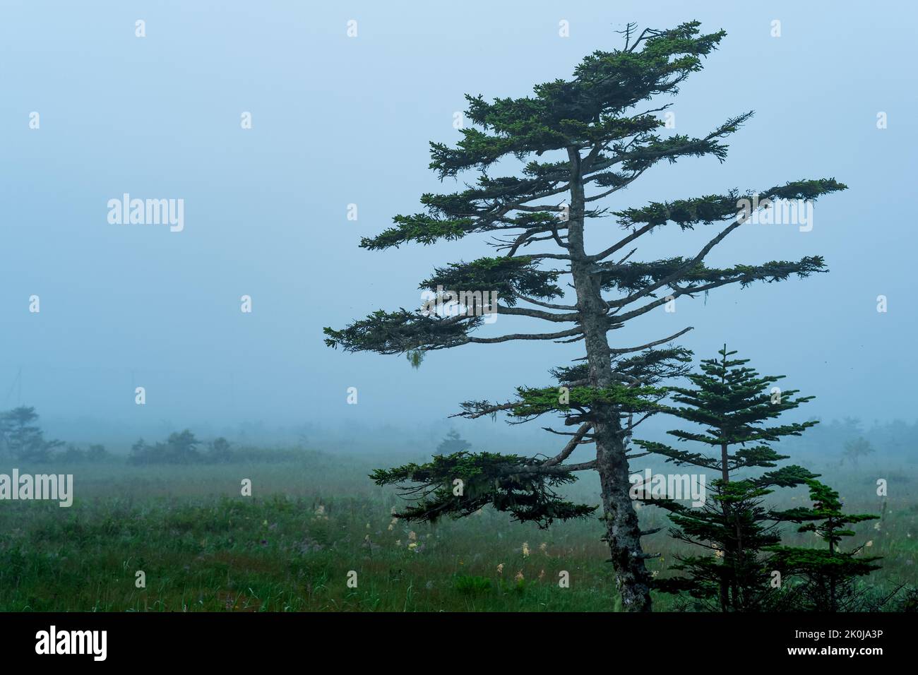 foggy morning landscape with beautiful stunted pines Stock Photo