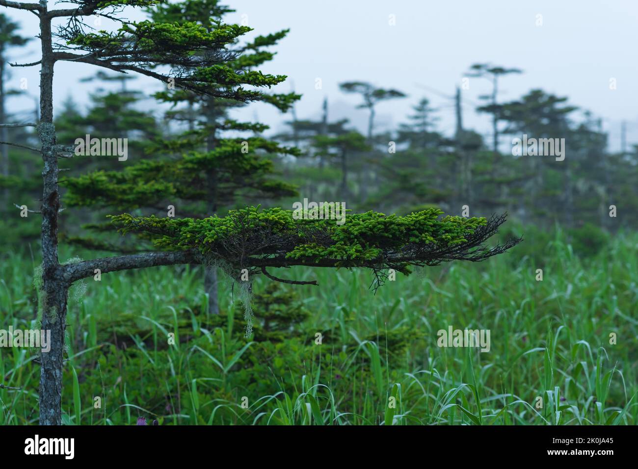foggy morning landscape with beautiful twisted stunted pines Stock Photo