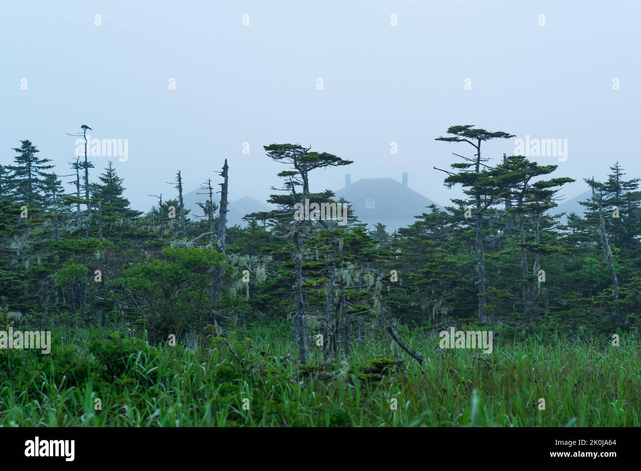 foggy morning landscape with beautiful mossy stunted pines and the roofs of village houses in the background Stock Photo