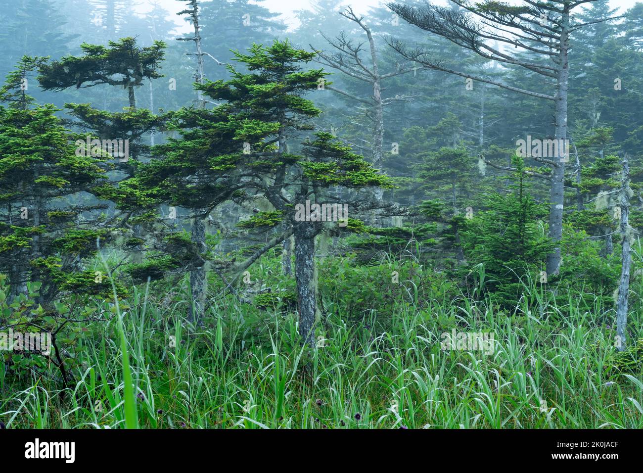 foggy morning landscape with beautiful twisted stunted pines Stock Photo