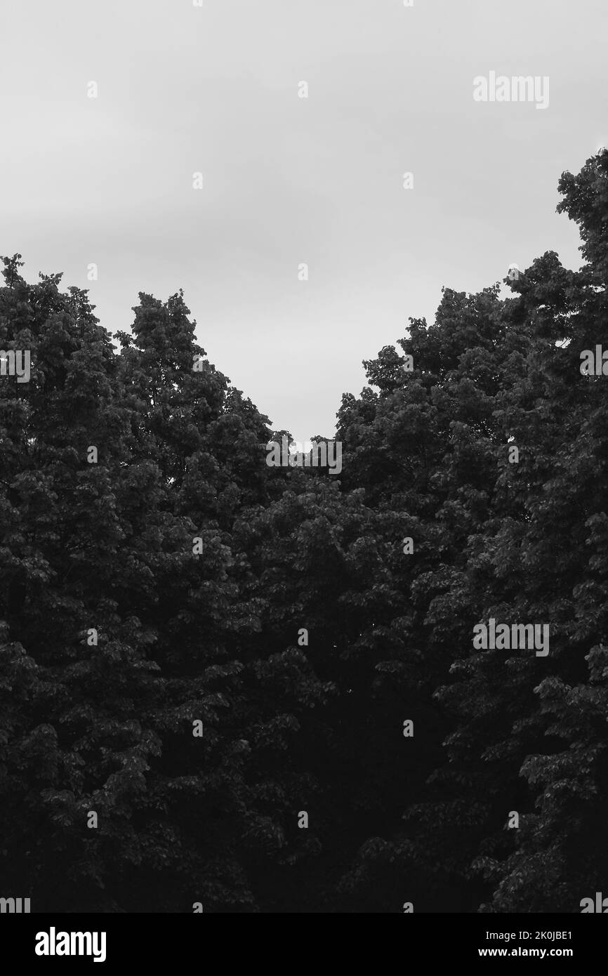 Minimalist view of trees growing in the forest Stock Photo Alamy