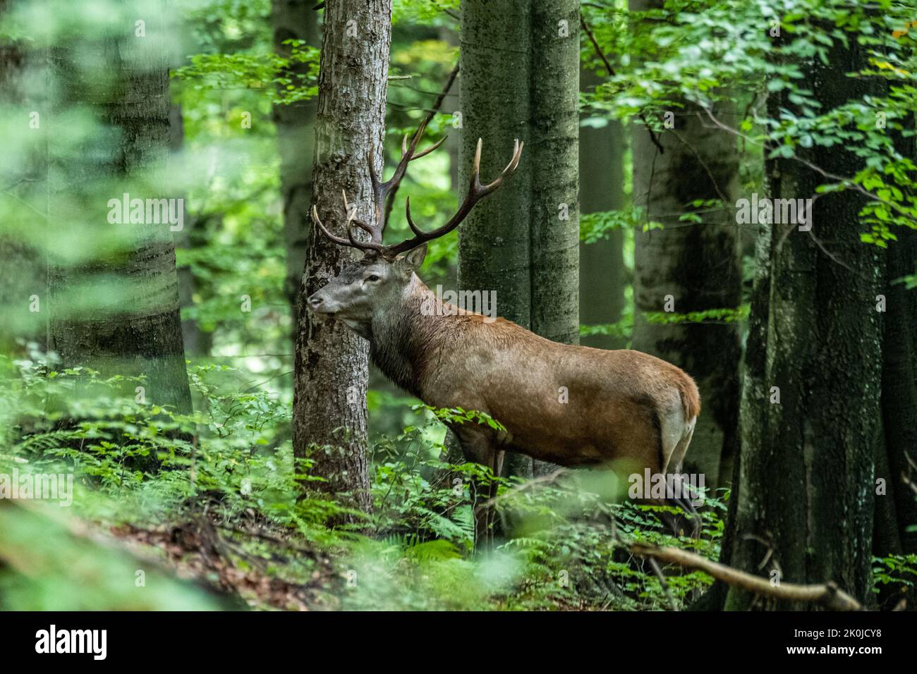 Red Deer (Cervus elaphus) stag during the rutting season. Bieszczady Mts., Carpathians, Poland. Stock Photo