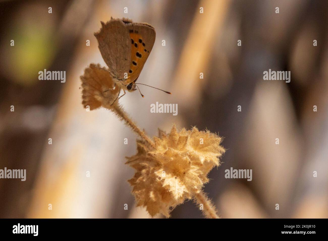 Lycaena phlaeas, Small Copper Butterfly Stock Photo