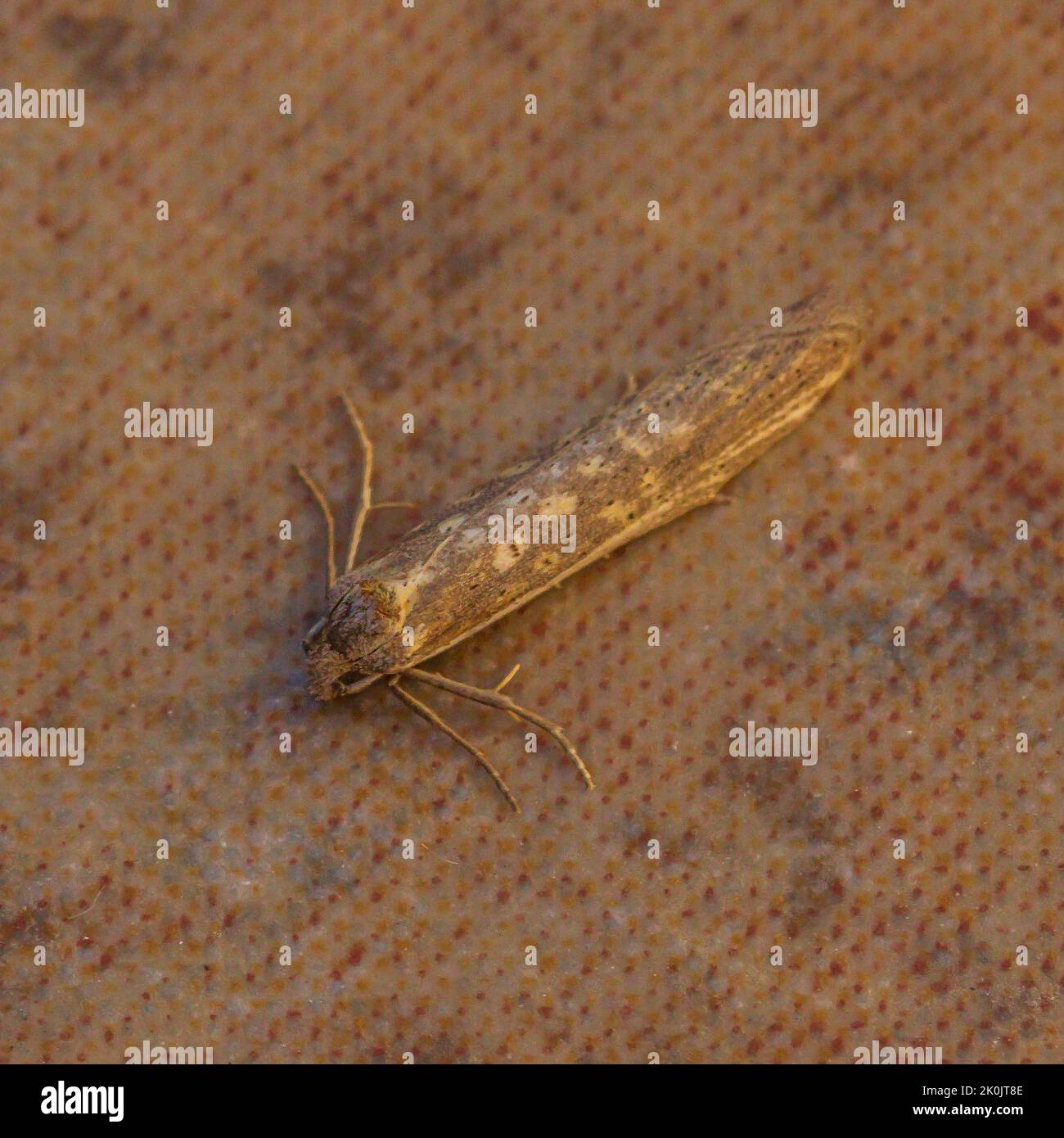 Oxypteron schawerdai, Tortricine Leafroller Moth Stock Photo