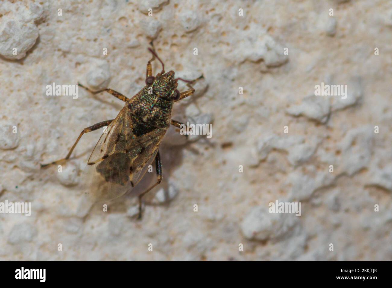 Nysius cymoides, false chinch bug Stock Photo Alamy