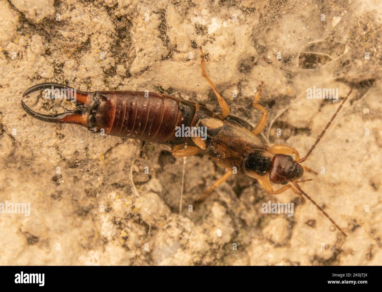 Forficula auricularia, European Earwig Stock Photo