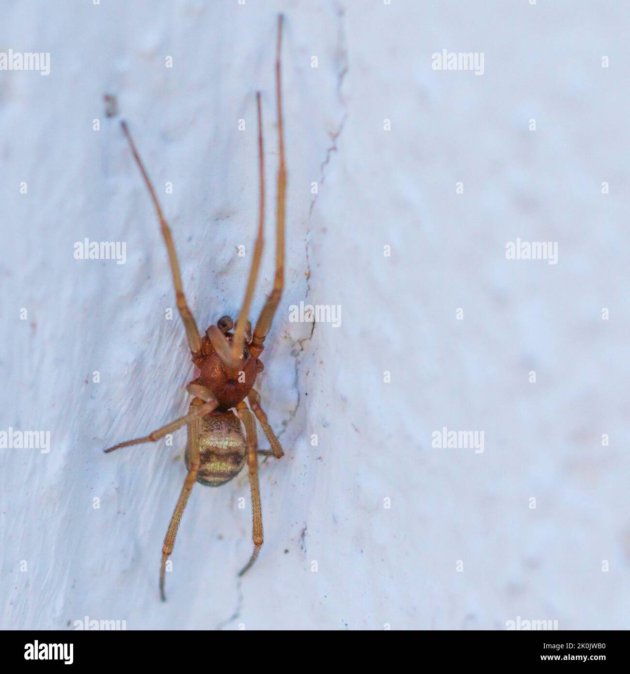 Steatoda grossa, False Black Widow Spider Stock Photo