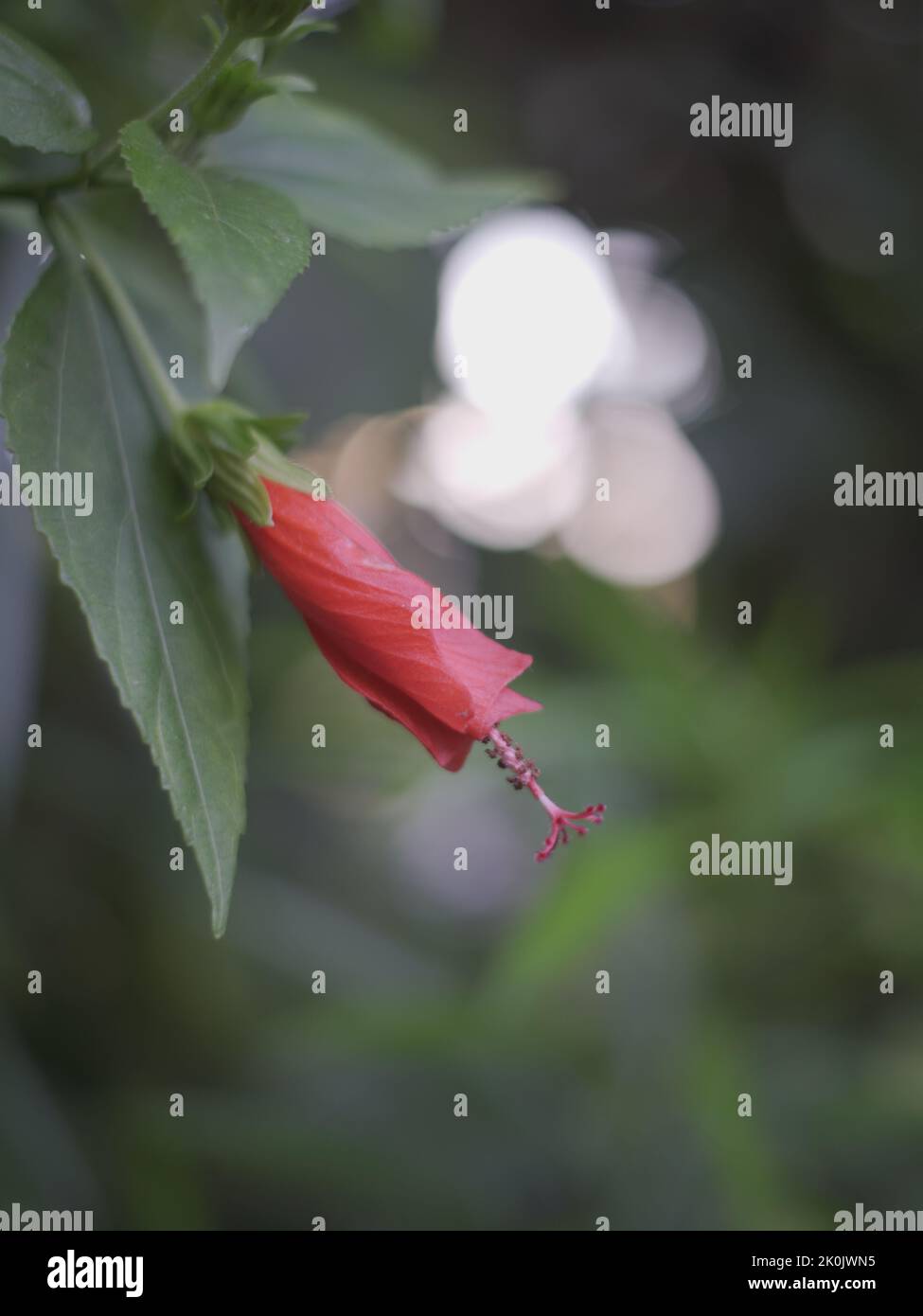 A vertical closeup of a sleeping hibiscus (Malvaviscus arboreus) against blurred background Stock Photo