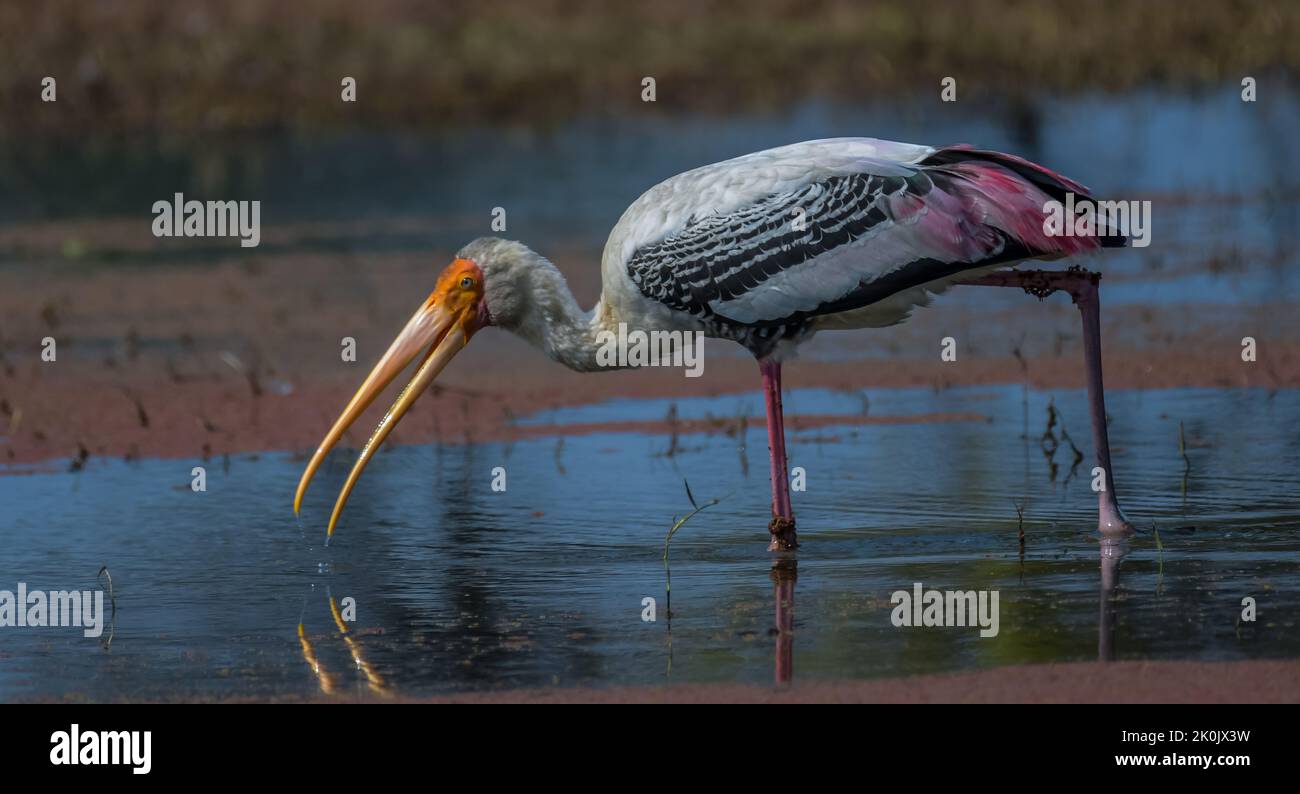 Indian Painted stork or Mycteria Leucocephala in Keoladeo national park ...