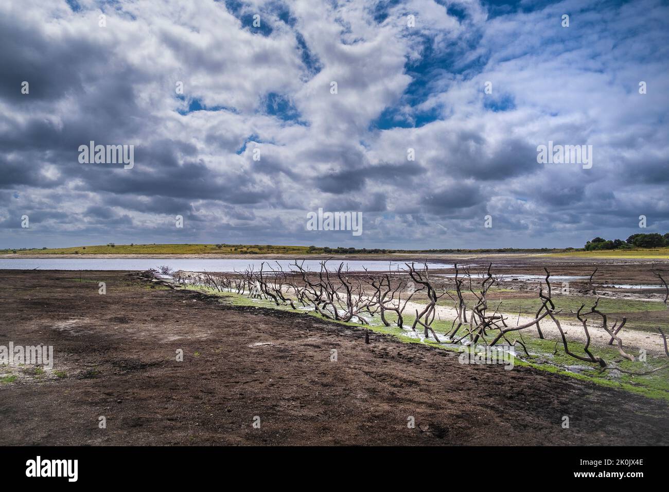 The remains of an old dead hedgerow exposed on a receding shoreline caused by falling water levels caused by severe drought conditions at Colliford La Stock Photo