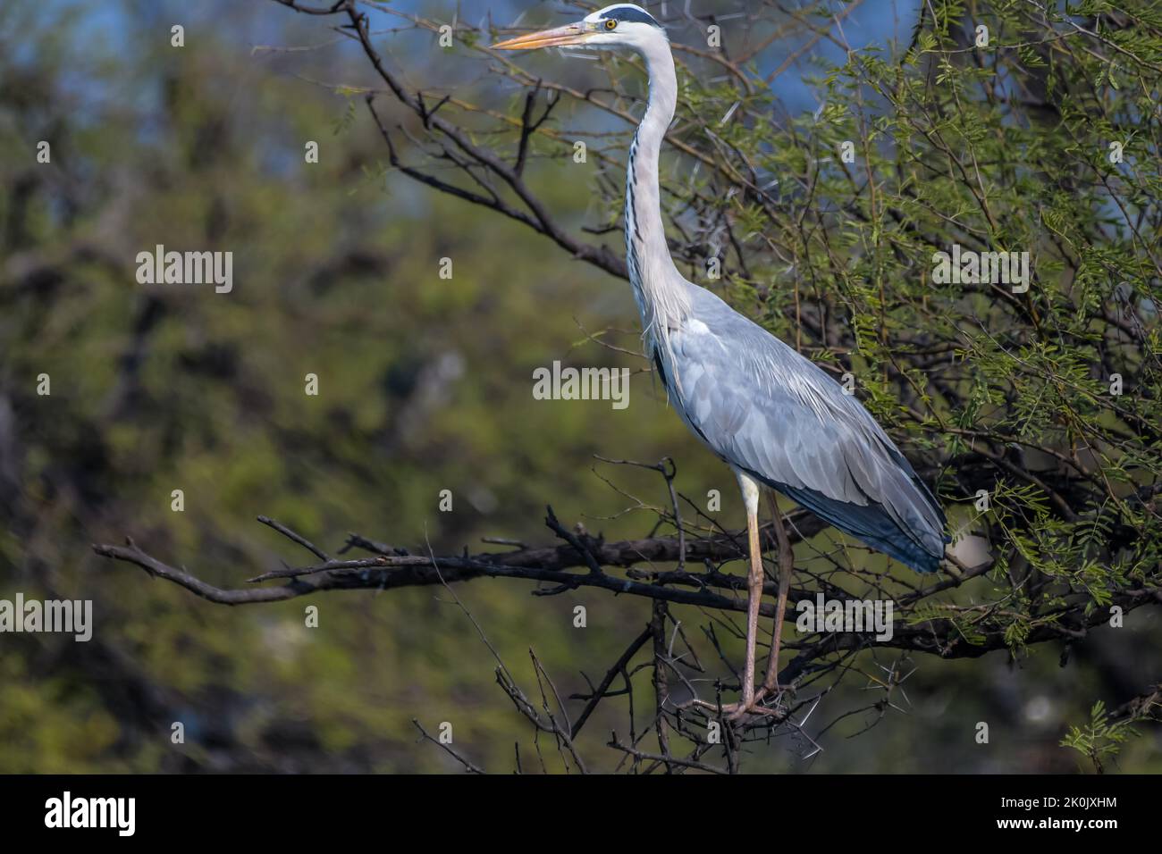 Grey heron or common heron in Bharatpur bird sanctuary Rajasthan India ...