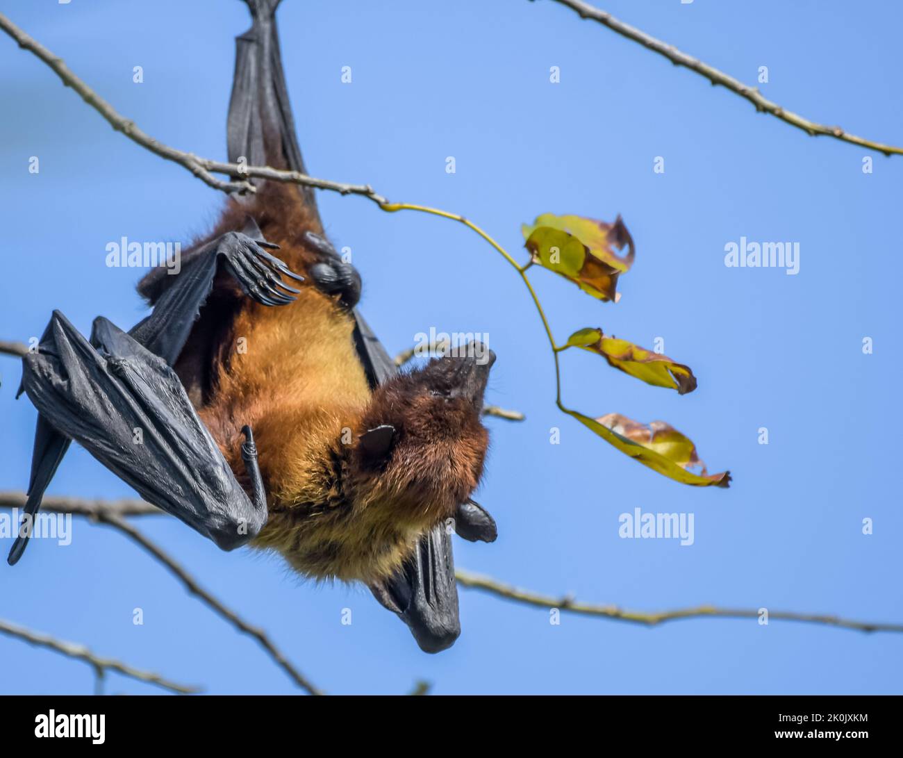 Indian flying fox (Pteropus medius) also known as the greater Indian