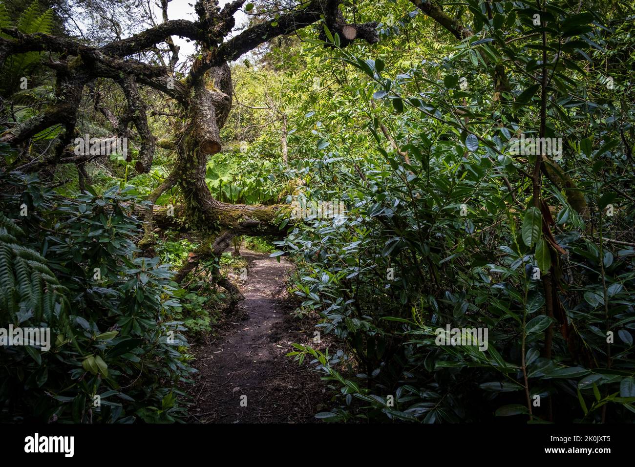 A tree fallen across a footpath in the wild sub-tropical Penjjick Garden in Cornwall.  Penjerrick Garden is recognised as Cornwalls true jungle garden Stock Photo