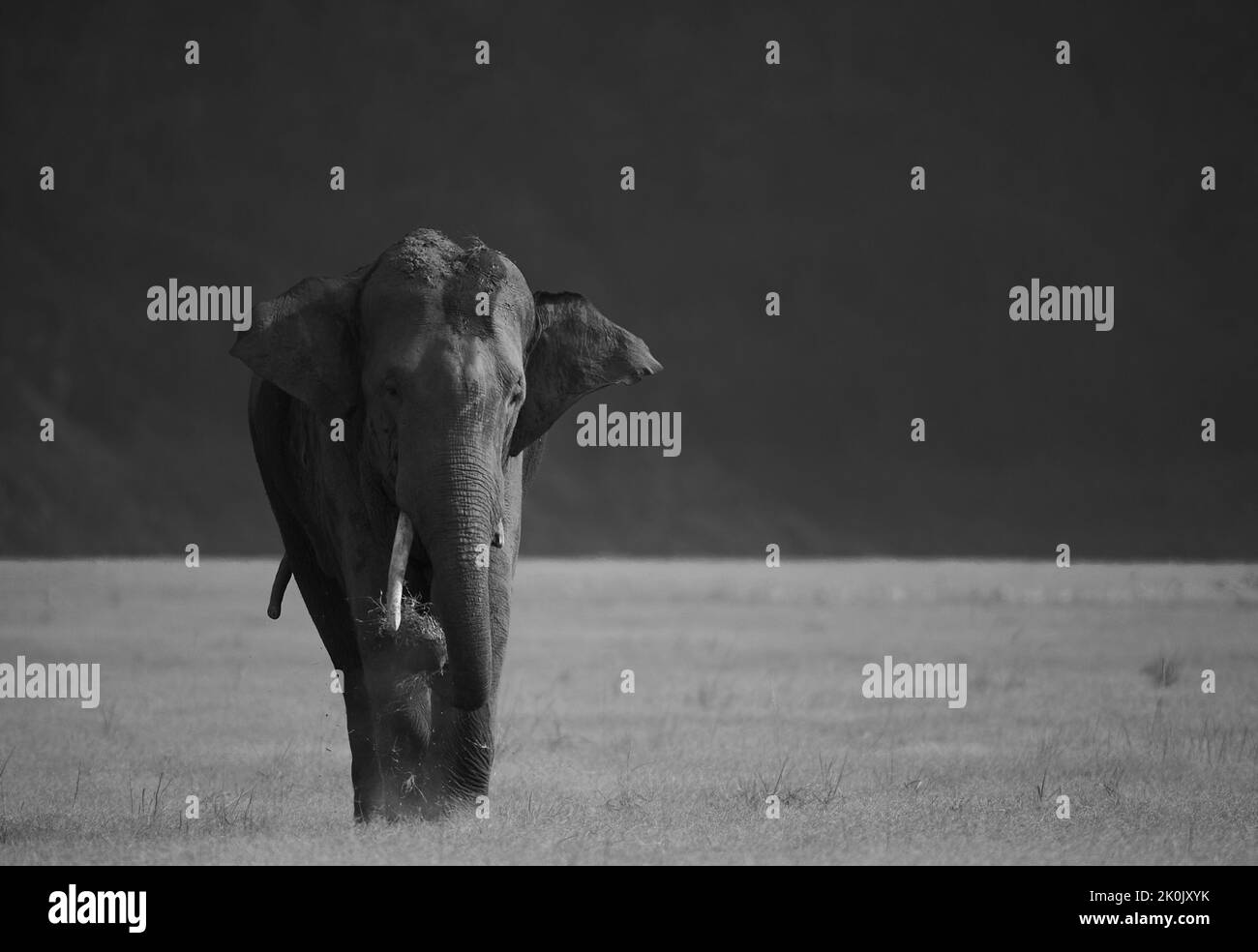 Asiatic Elephant mud bath. Jim Corbett National Park, India. Stock Photo