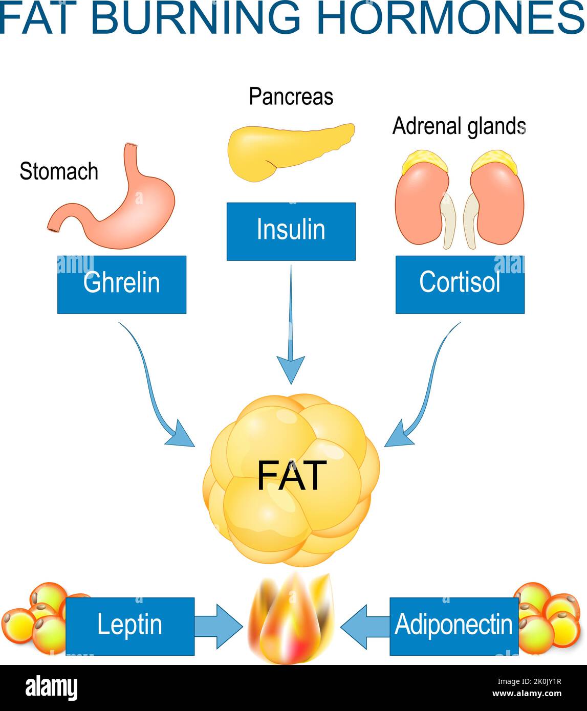 Fat burning hormones. Adiponectin, Leptin, Ghrelin, Cortisol, Insulin. Internal organs that produced hormones for stimulating process of Fat burning Stock Vector