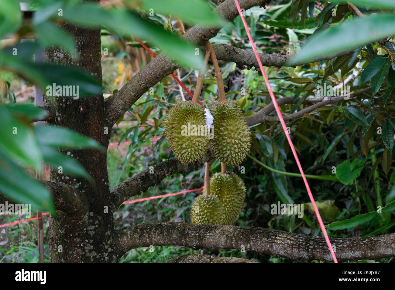 Durians hanging on a tall tree in the garden. Fresh durian fruit on a