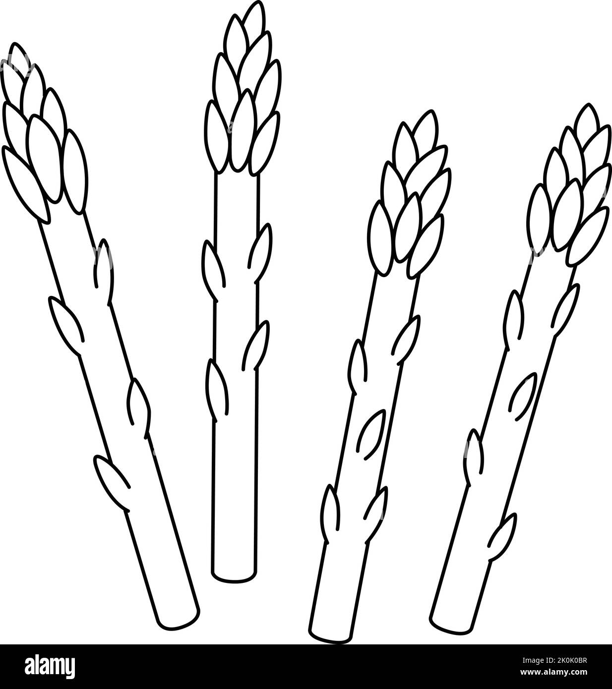 Asparagus Vegetable Isolated Coloring Page  Stock Vector