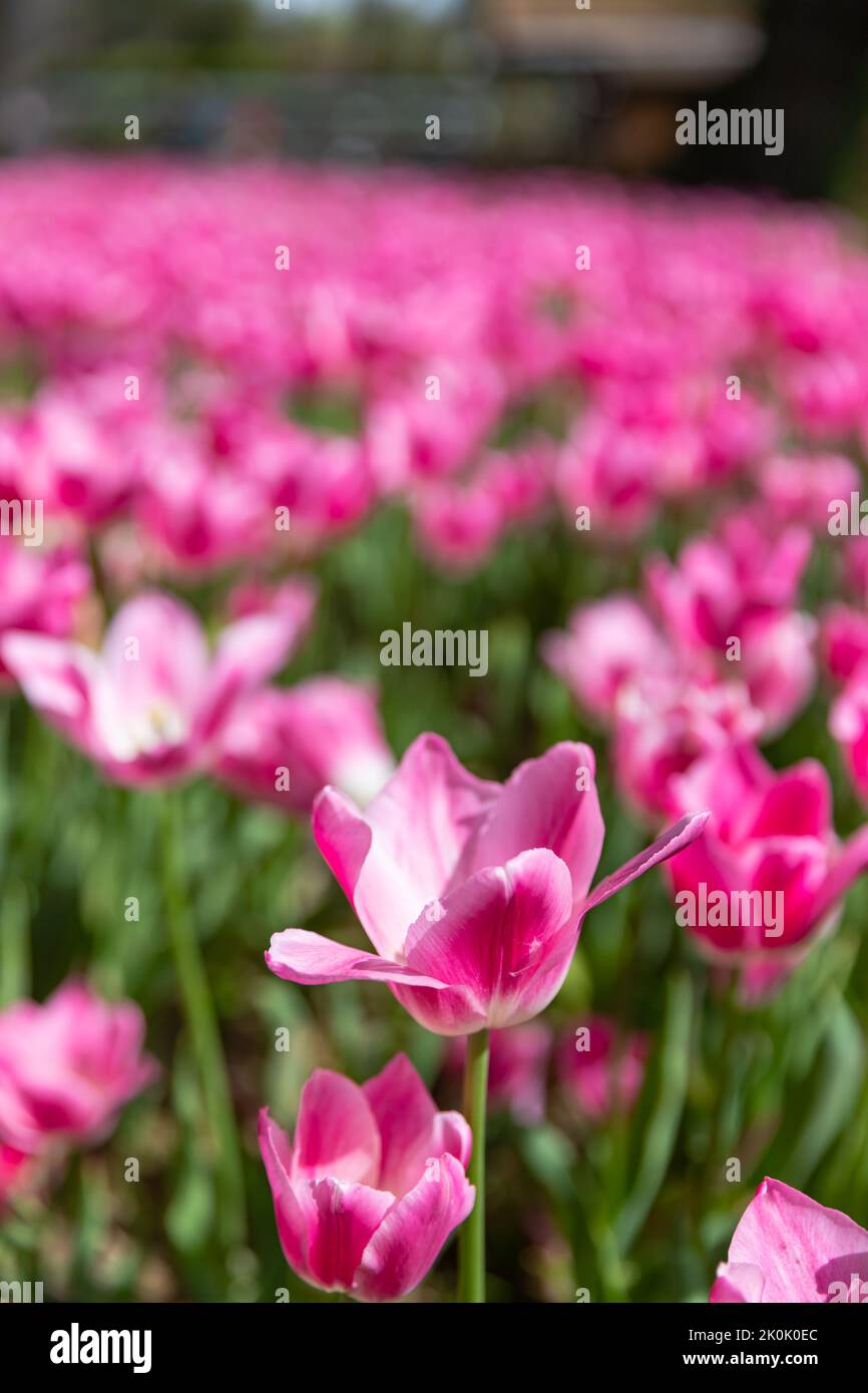 colorful flowers background in spring , background for post card Stock Photo