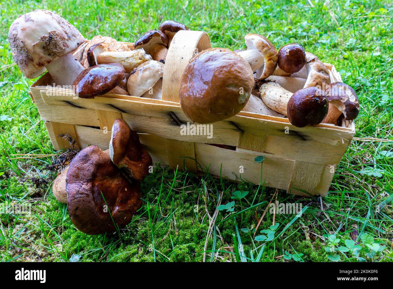 fresh autumn mushrooms in a basket Stock Photo