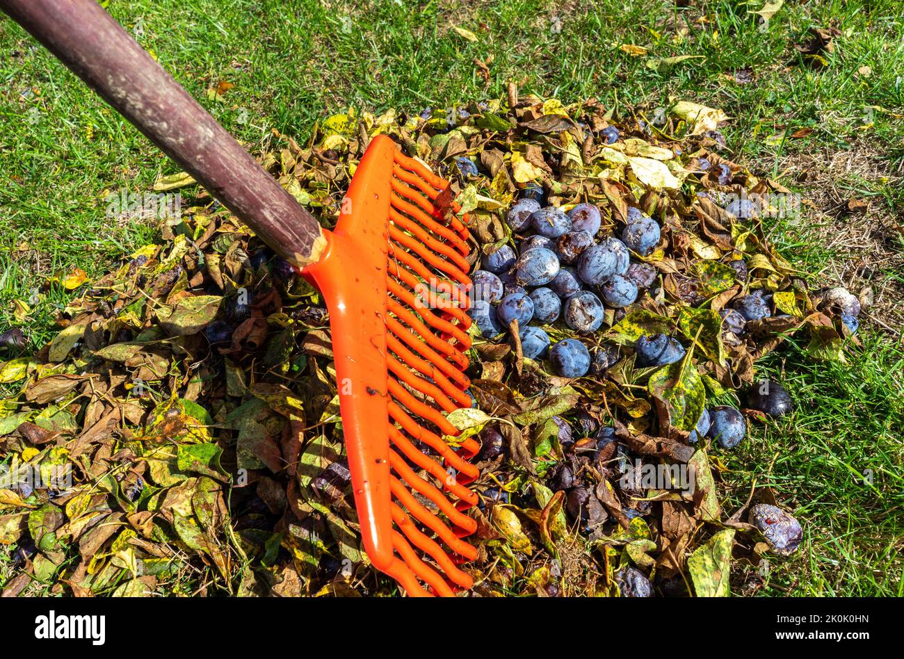 making rotten plums together with a rake in the fall Stock Photo