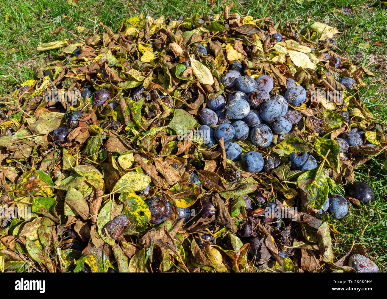 rotten plums and leaves in autumn Stock Photo