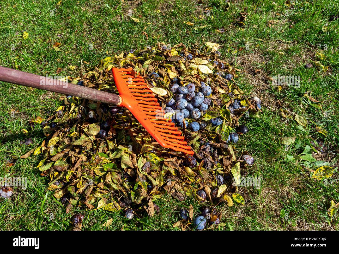 make rotten plums together with a rake Stock Photo