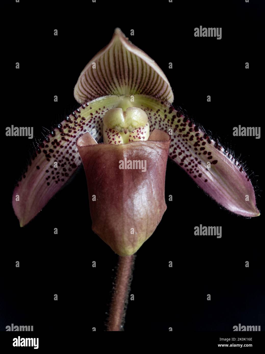 Closeup front view of colorful purple red flower of lady slipper orchid species paphiopedilum superbiens on black background Stock Photo