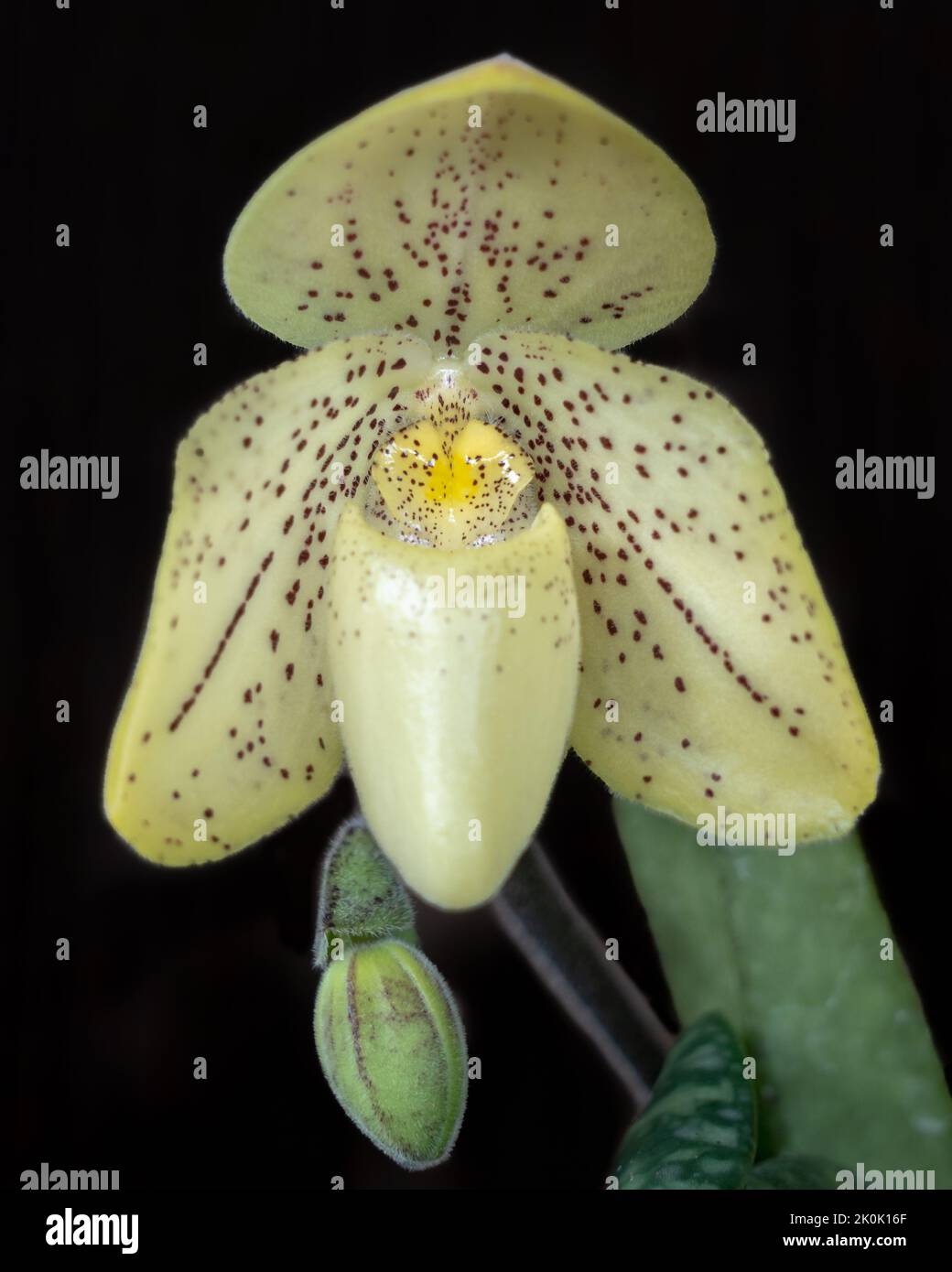 Closeup view of fresh yellow flower and bud of lady slipper orchid species paphiopedilum concolor isolated on black background Stock Photo