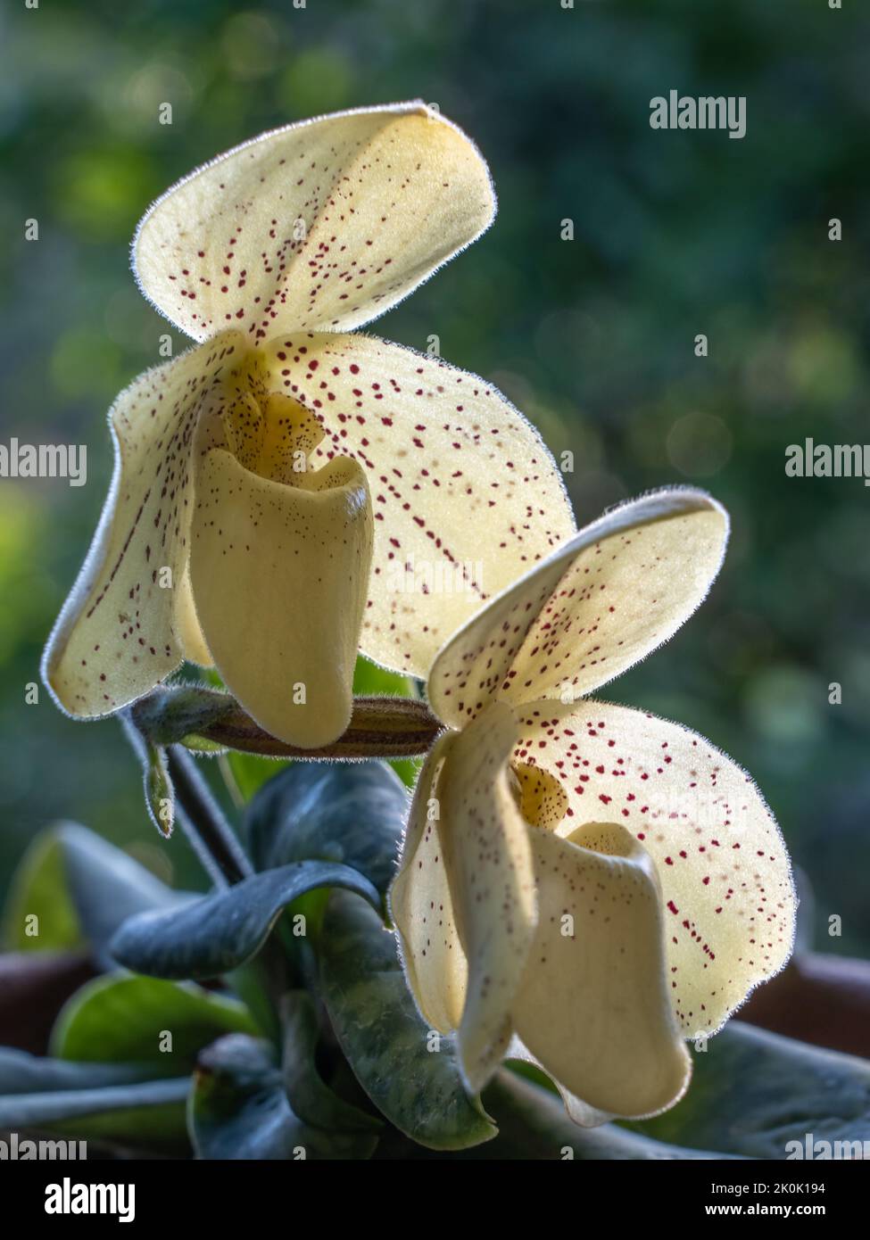Closeup view of bright yellow and red spotted flowers of lady slipper orchid species paphiopedilum concolor backlit on natural outdoor background Stock Photo