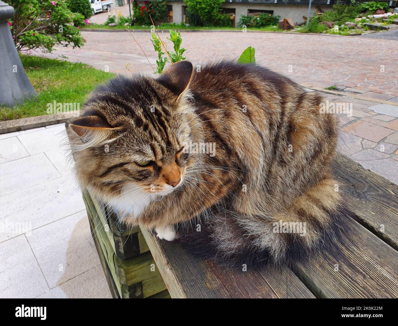 the cat looks sleepy at the situation around him Stock Photo