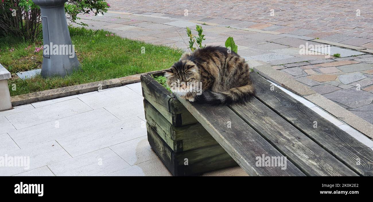 the cat looks sleepy at the situation around him Stock Photo
