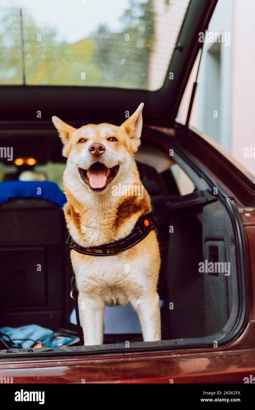 Happy Shiba Inu in a car and looking at camera with open mouth Stock