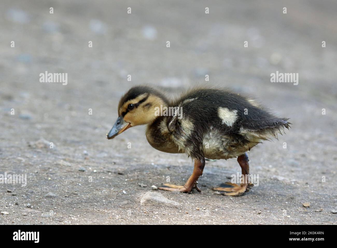 Little mallard duckling walking in Spring with a heart shape patch it it's feathers Stock Photo