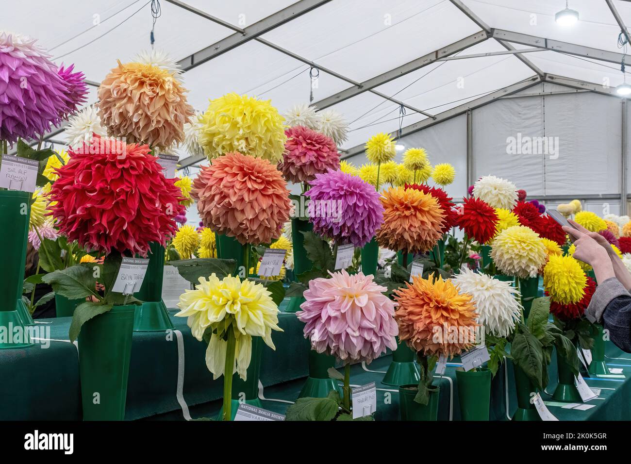 RHS Garden Wisley Flower Show September 2022, an annual horticultural event in Surrey, England, UK, Colourful display of dahlias inside a marquee. Stock Photo