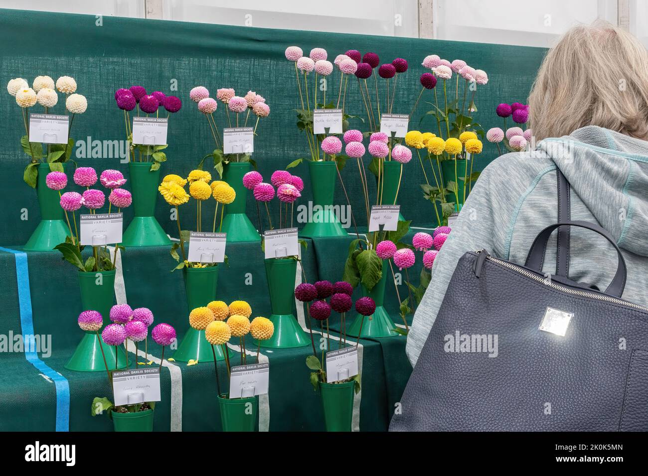 RHS Garden Wisley Flower Show September 2022, an annual horticultural event in Surrey, England, UK, Colourful display of dahlias inside a marquee. Stock Photo